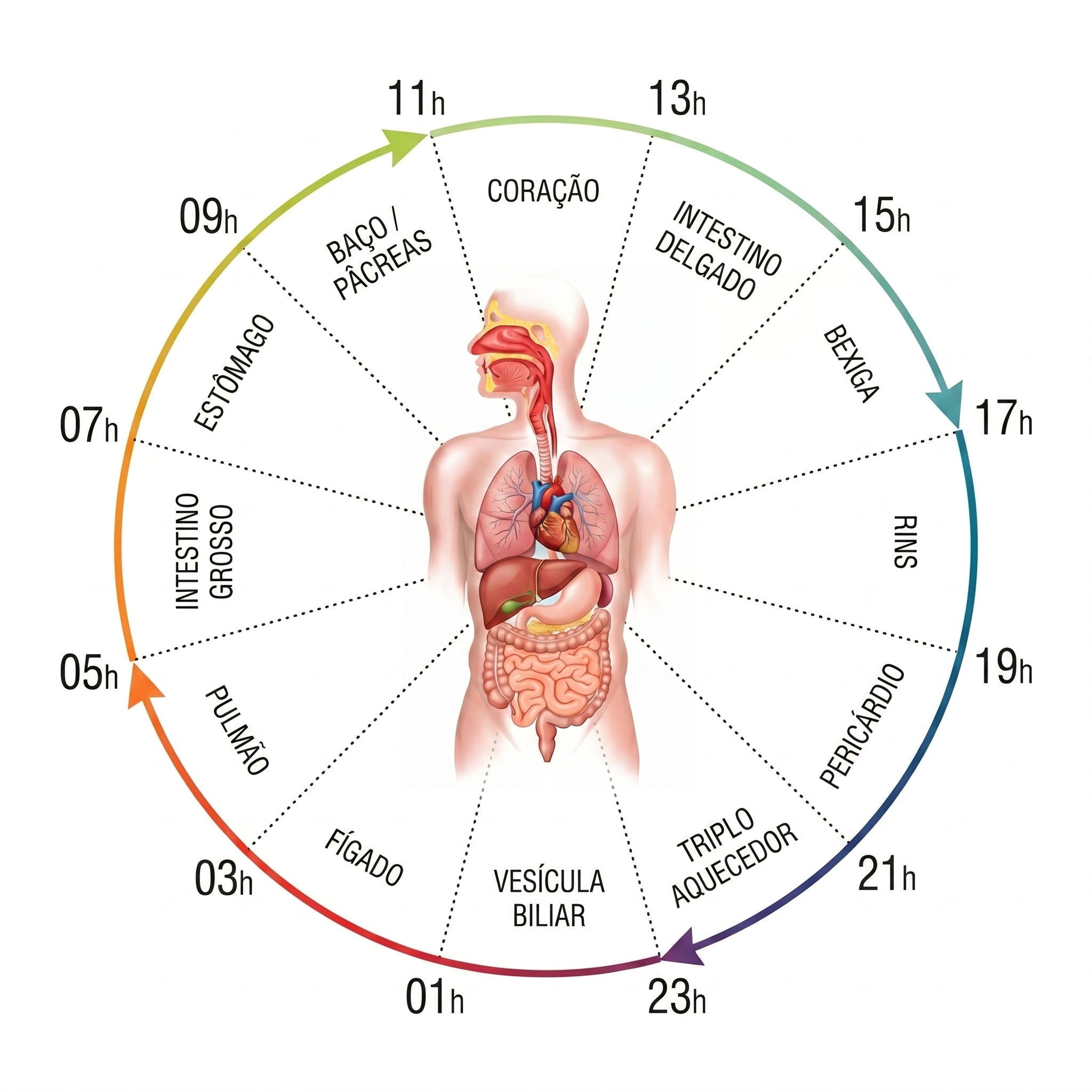 O Relógio Biológico da Medicina Chinesa: horários e energia dos órgãos